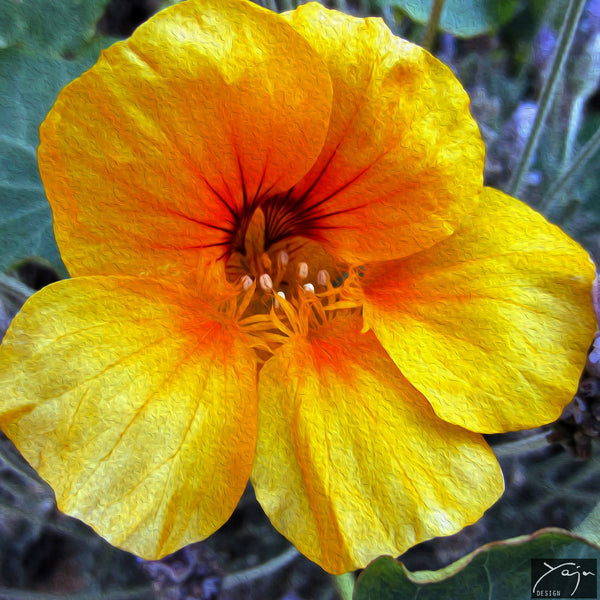 Yellow Nasturtium