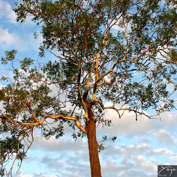 'In The Sunshine' - Silk Scarf No.1